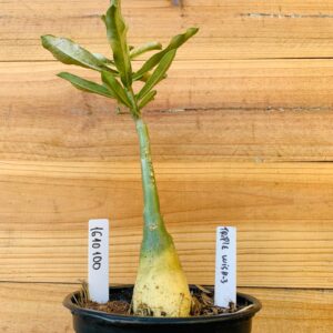 1610 100 Rosa do Deserto Triple Wish 3