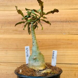 1610 106 Rosa do Deserto Akachi