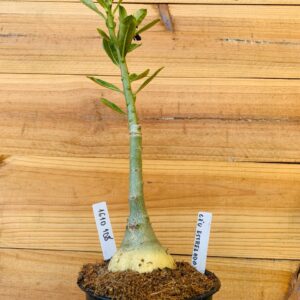 1610 108 Rosa do Deserto Céu Estrelado