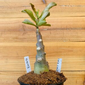 1610 113 Rosa do Deserto Coca Cola