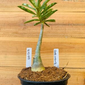 1610 117 Rosa do Deserto Grape Essence