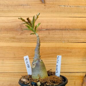 1610 133 Rosa do Deserto Triple Wish 3