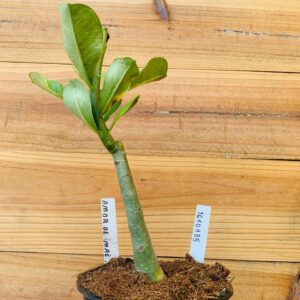 1610 135 Rosa do Deserto Amor de Mãe