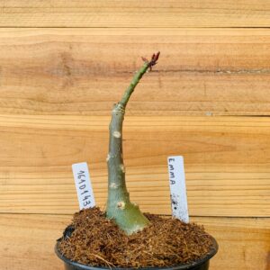 1610 143 Rosa do Deserto Emma