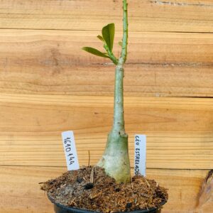 1610 144 Rosa do Deserto Céu Estrelado