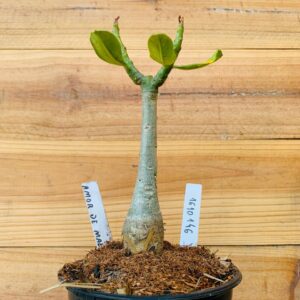 1610 146 Rosa do Deserto Amor de Mãe