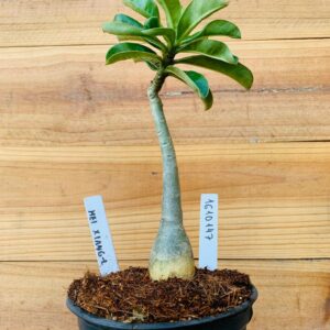 1610 147 Rosa do Deserto Mei Xiang 2