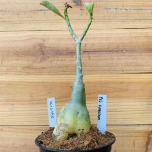 1610 150 Rosa do Deserto Ceu Estrelado