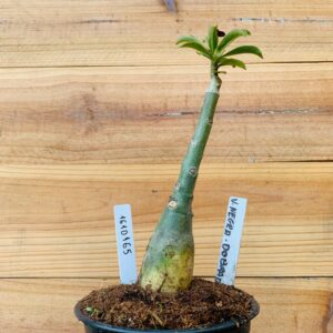 1610 165 Rosa do Deserto Viuva Negra Dobrada