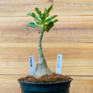 1610 169 Rosa do Deserto Girassol