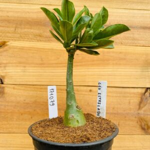 1710 79 Rosa do Deserto Céu Estrelado