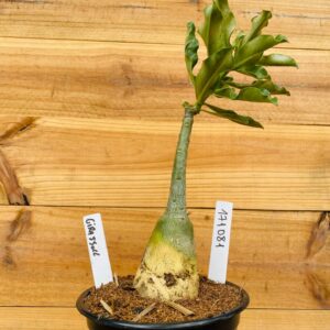 1710 81 Rosa do Deserto Girassol