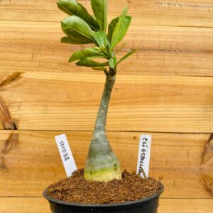 1710 82 Rosa do Deserto Céu Estrelado