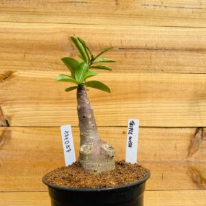 1710 87 Rosa do Deserto Triple Wish