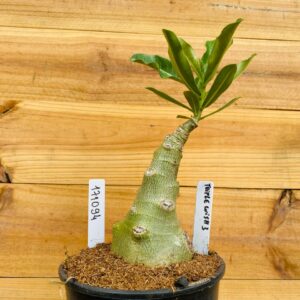 1710 94 Rosa do Deserto Triple Wish 3