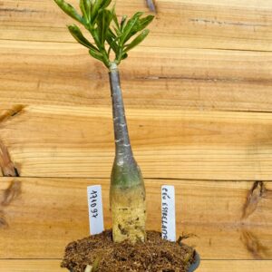 1710 97 Rosa do Deserto Céu Estrelado