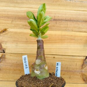 1710 106 Rosa do Deserto Céu Estrelado