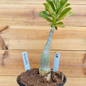 1710 115 Rosa do Deserto Lys