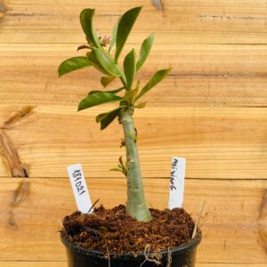 1810 21 Rosa do Deserto Mei Xiang