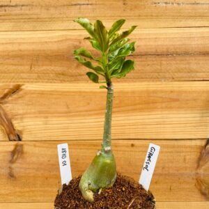 1810 01 Rosa do Deserto Girassol