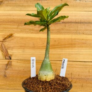 1810 17 Rosa do Deserto Mabelle