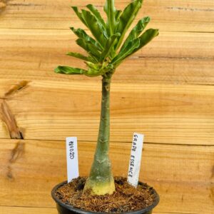 1810 20 Rosa do Deserto Grape Essence