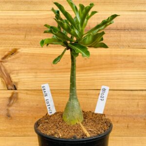 1810 27 Rosa do Deserto Grape Essence