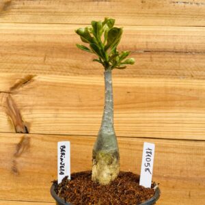 1810 58 Rosa do Deserto Berinjela