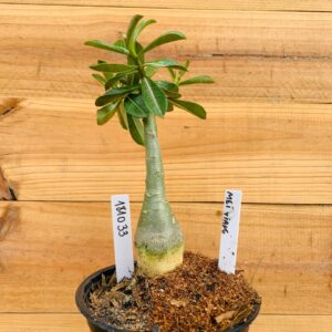 1810 33 Rosa do Deserto Mei Xiang