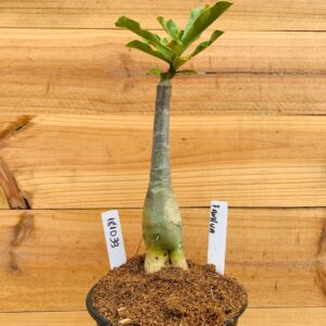 1810 39 Rosa do Deserto Fanhua