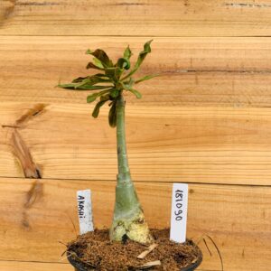 1810 90 Rosa do Deserto Akachi