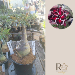 0410 30 Rosa do Deserto Akachi Caudex Arabicum