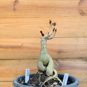 2110 06 Baoba ID MISTERIOSO