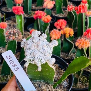 2110 83 Cacto Dinossauro