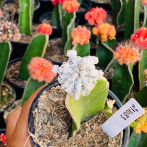 2110 85 Cacto Dinossauro