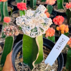 2110 86 Cacto Dinossauro