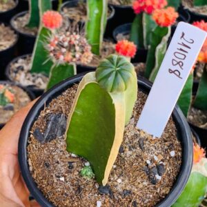 2110 88 Cacto Astrophytum ásteria Nudum