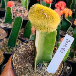 2110 89 Cacto  Rabo de Gato Cristata (vip)