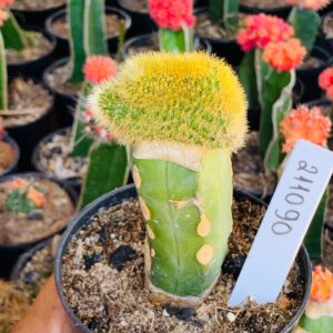 2110 90 Cacto  Rabo de Gato Cristata (vip)