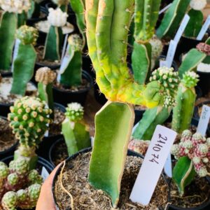 2110 74 Cacto Echinopsis Pachanoi