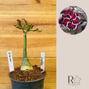 0710 111 Rosa do Deserto Akachi