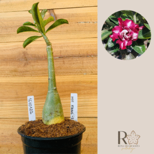 1610 122 Rosa do Deserto Mei Xiang 2