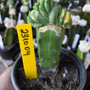 2310 04 Cacto Mertilocacto geometrazans Cristata variegata (Vip)