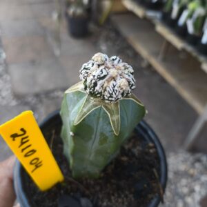 2410 04 Cacto Astrophytum Fukuryo (Premium)
