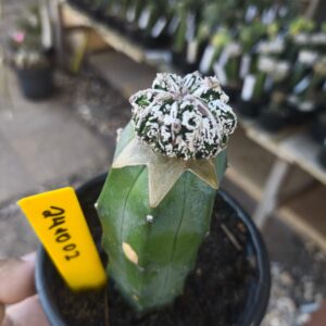 2410 02 Cacto Astrophytum Fukuryo (Premium)
