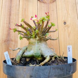 2310 32 Arabicum Lava - Adulta