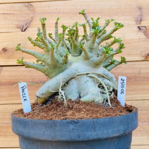 2510 06 Arabicum Panzer  - Adulta