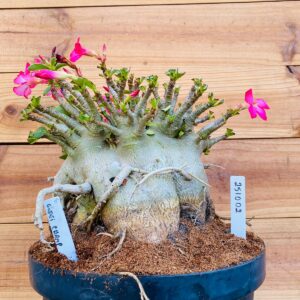 2510 02 Arabicum Godji Champ - Adulta