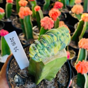 2010 06 Cacto Mertilocacto geometrazans Cristata variegata