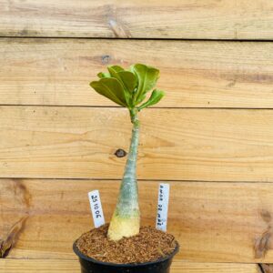 2510 06 Rosa do Deserto Amor de Mãe